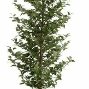 Big Tree Potted Plant Decoration 3d model