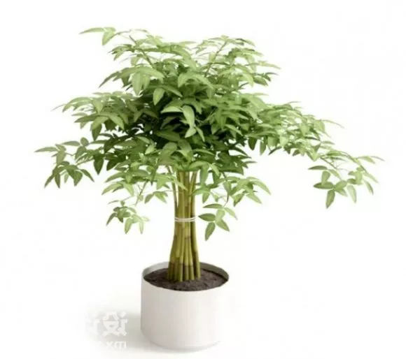 Bonsai Potted Plant Tree Decoration 3d model Bonsai Potted Plant Tree Decoration 3d model