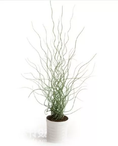 Tall Potted Plant 3d model