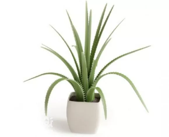 Tableware Potted Plant Tree Decoration 3d model Tableware Potted Plant Tree Decoration 3d model