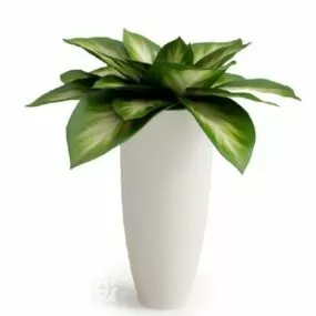 Dracaena Potted Plant Tree Decoration 3d model