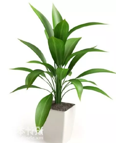 Jungle Dragon Tree 3d model