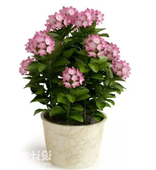 Cherry Tree Branch Plant 3d model
