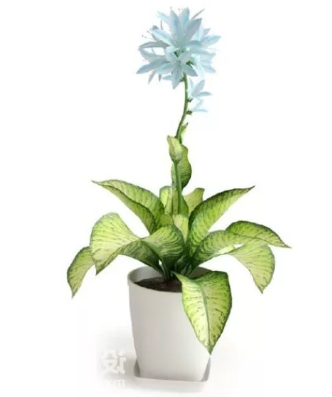 Chamaedorea Palm 3d model