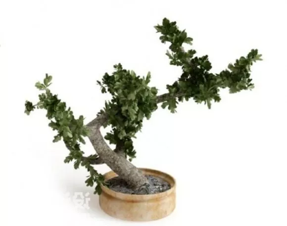 Cherry Tree Branch Plant 3d model