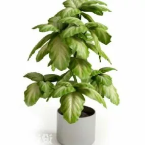 Potted Plant Indoor Big Leaf Tree Decoration 3d model