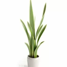 Potted Plant Sansevieria Tree Decoration 3d model