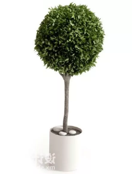 Summer Green Tree 3d model