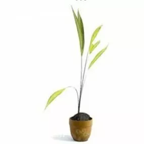 Indoor Small Leaf Plant Tree Decoration 3d model