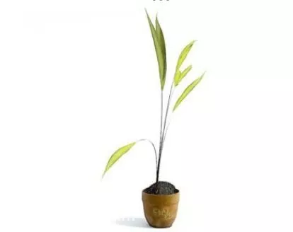 Plant 3d model