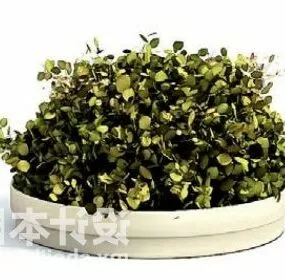 Indoor Hedge Potted Plant Decorating 3d model