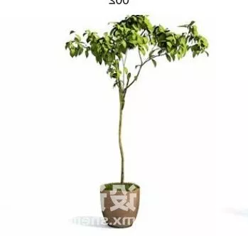 Indoor Potted Plant Office Decorating 3d model Indoor Potted Plant Office Decorating 3d model