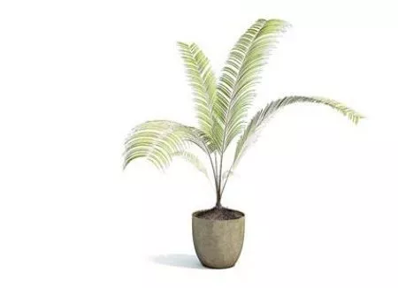 Indoor Small Palm Potted Plant Decorating 3d model Indoor Small Palm Potted Plant Decorating 3d model