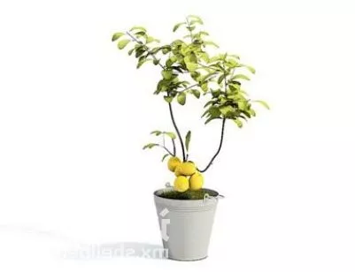 Chamaedorea Palm 3d model