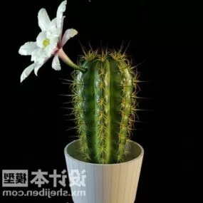 Indoor Potted Plant Cactus Tree 3d model