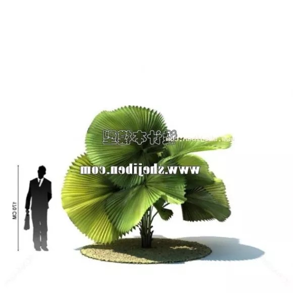Small Banana Tree 3d model