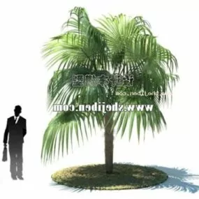 Garden Palm Plant Tree 3d model