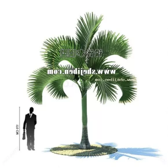 Tall Coconut Tree 3d model
