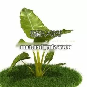 Elephant Ear Plant 3d model