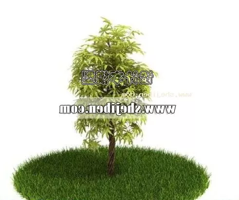 Fern 3d model