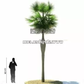 Outdoor High Palm Tree 3d model
