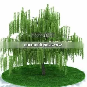 Big Willow Tree 3d model