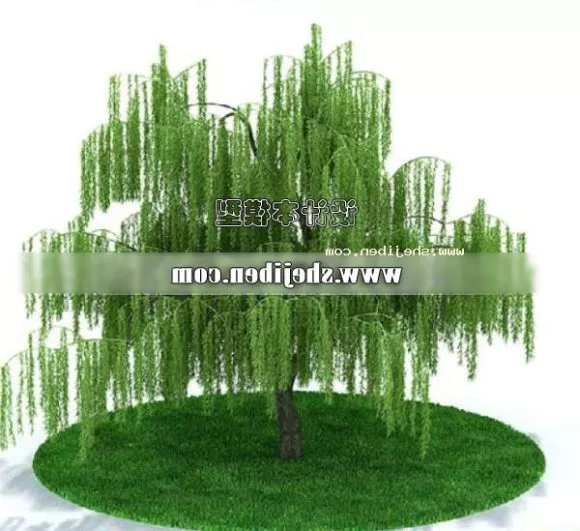 Ficus 3d model