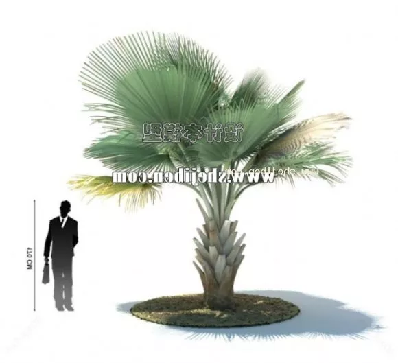 Algae 3d model