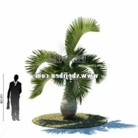 Asian Palm Tree Plant 3d model