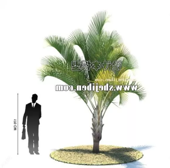 Palm Tree Low Plant 3d model