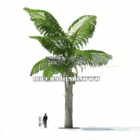 Garden Coconut Tree 3d model