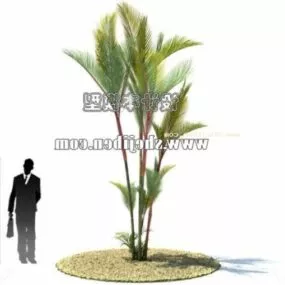 Outdoor Small Coconut Tree 3d model