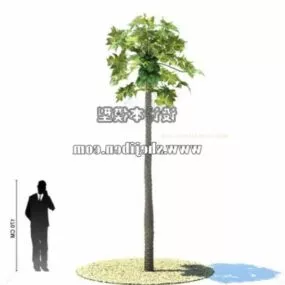Outdoor Palm Tree 3d model