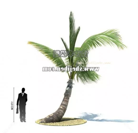 Coconut Fruit With Slice 3d model