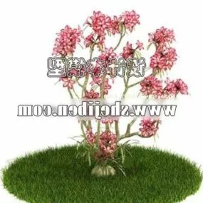 Frangipani With Flower 3d model
