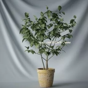 Indoor Potted Small Plant 3d model