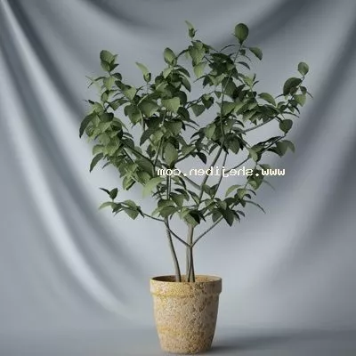 Vase With Plant 3d model