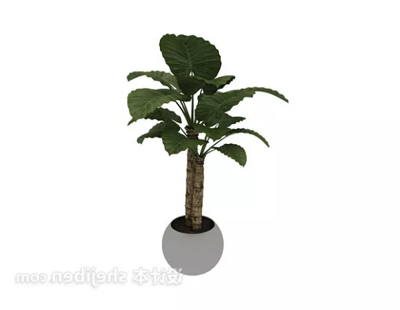 Indoor Bonsai Big Leaf Plant 3d model Indoor Bonsai Big Leaf Plant 3d model