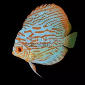 Beautiful Fish V1 3d model