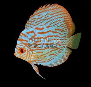 Beautiful Fish V1 3d model Beautiful Fish V1 3d model