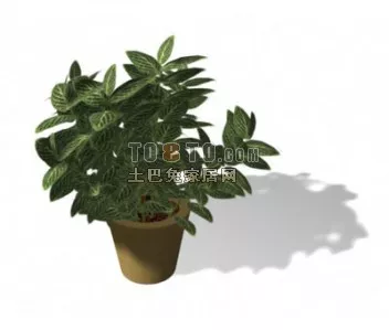 Beautiful Potted Plant 3d model Beautiful Potted Plant 3d model
