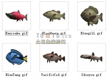 Coral Angelfish Fish 3d model