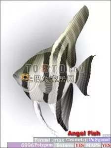 Sel Sea Fish 3d model