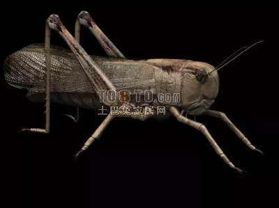 Grasshopper Filed Animal 3d model