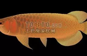 Yellow Fish Aquarium Animal 3d model