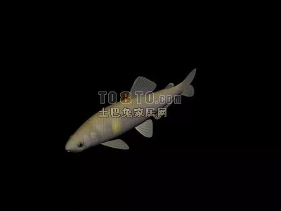 Animal Fish River Carp 3d model Animal Fish River Carp 3d model
