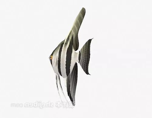 Striped Fish 3d model Striped Fish 3d model