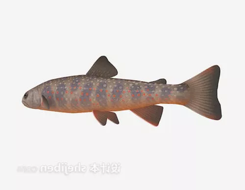 Fish Flagfish 3d model