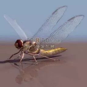 Grasshopper Filed Animal 3d model
