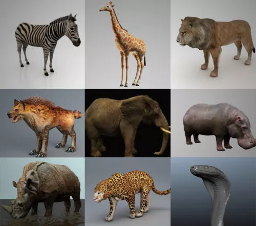 African Animal 3D Models Collection